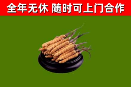 伊宁市回收冬虫夏草